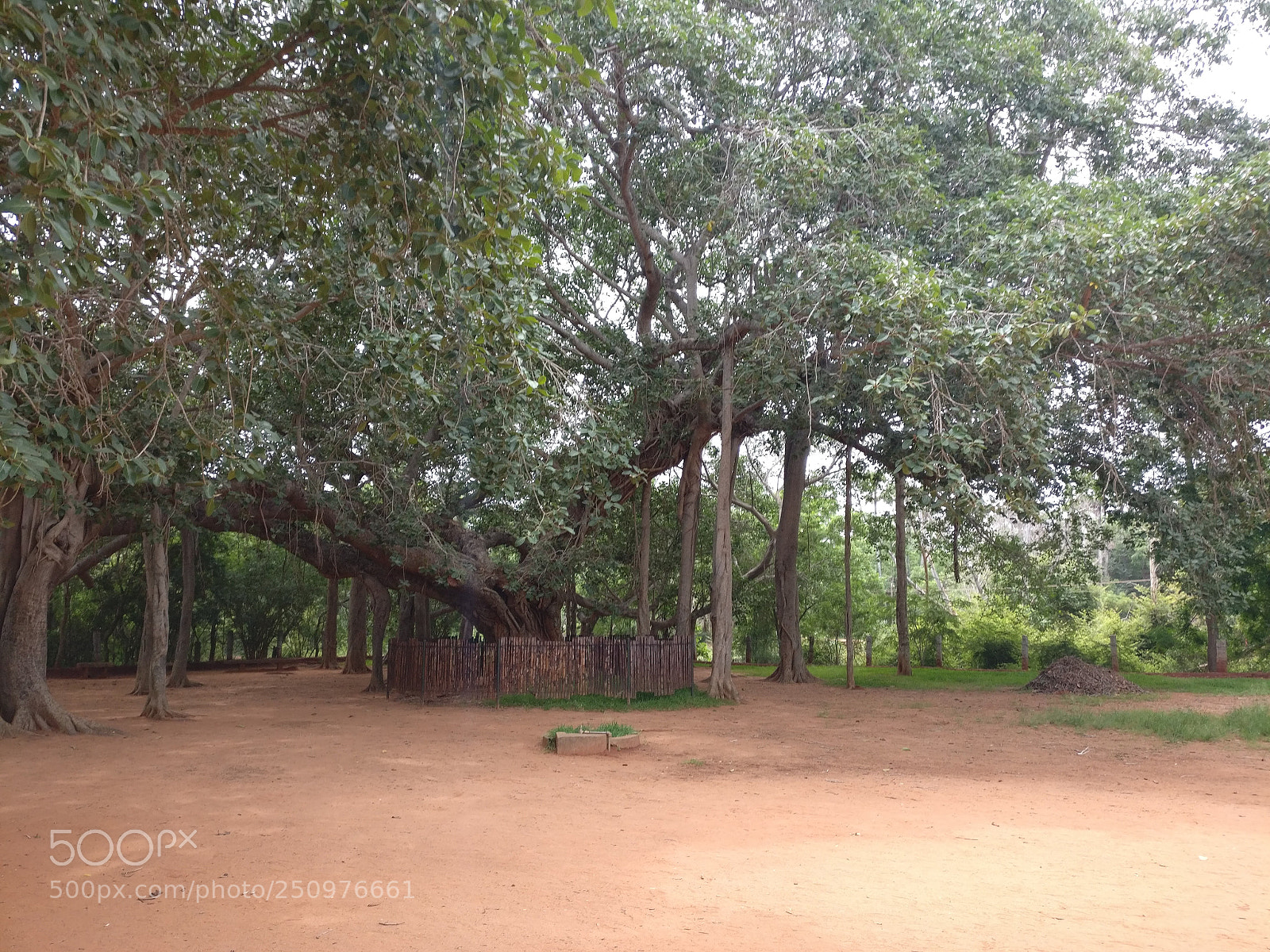 OnePlus A3003 sample photo. The grand old tree photography