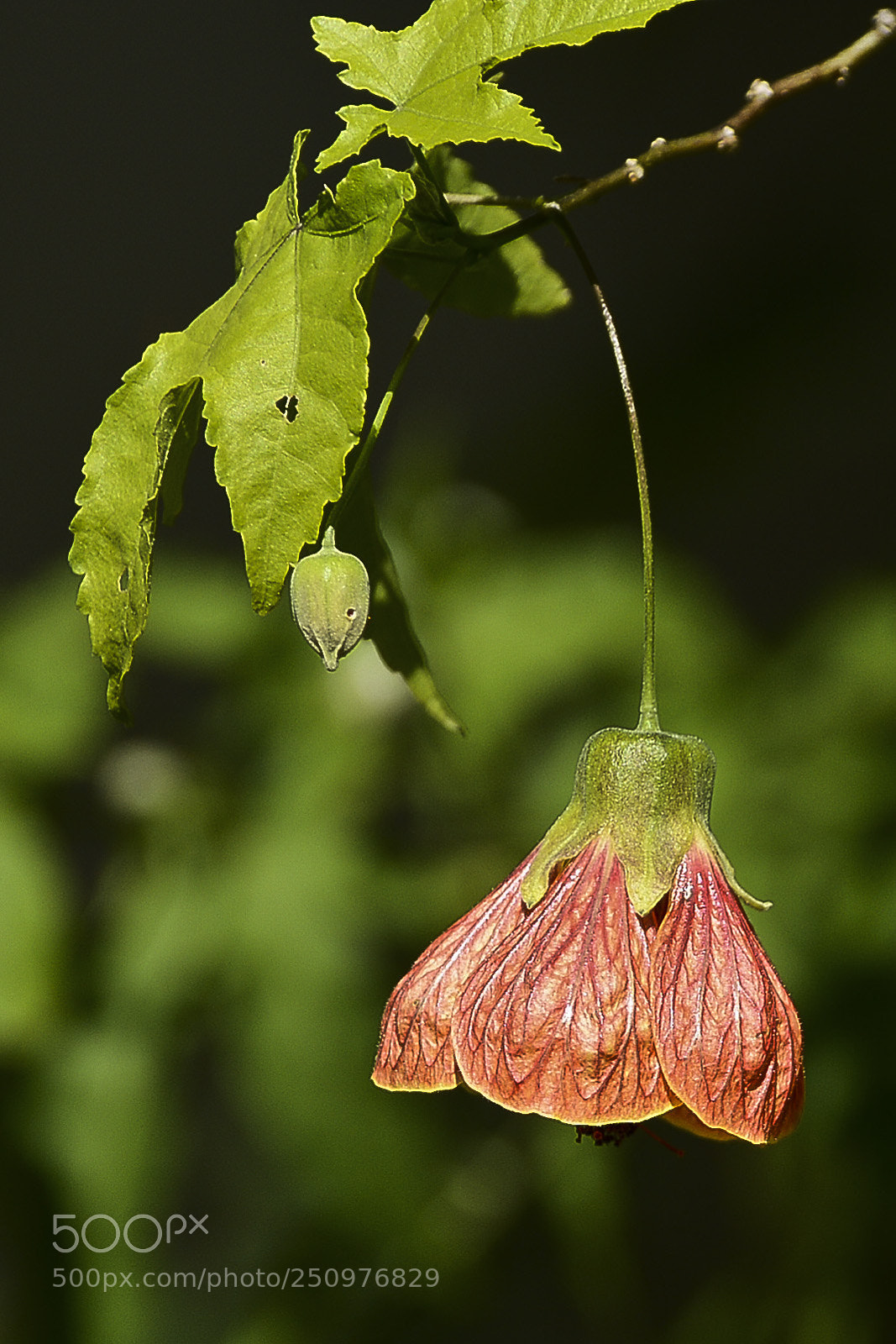 Nikon D7100 sample photo. Iluminando a todos. photography