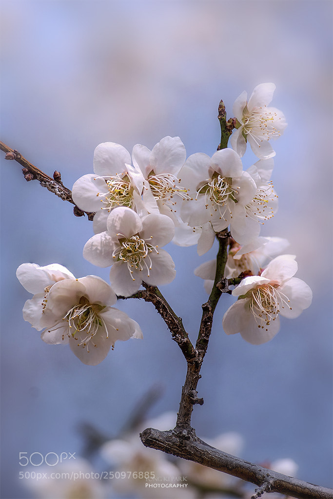 Pentax K-1 sample photo. Spring again-1 photography