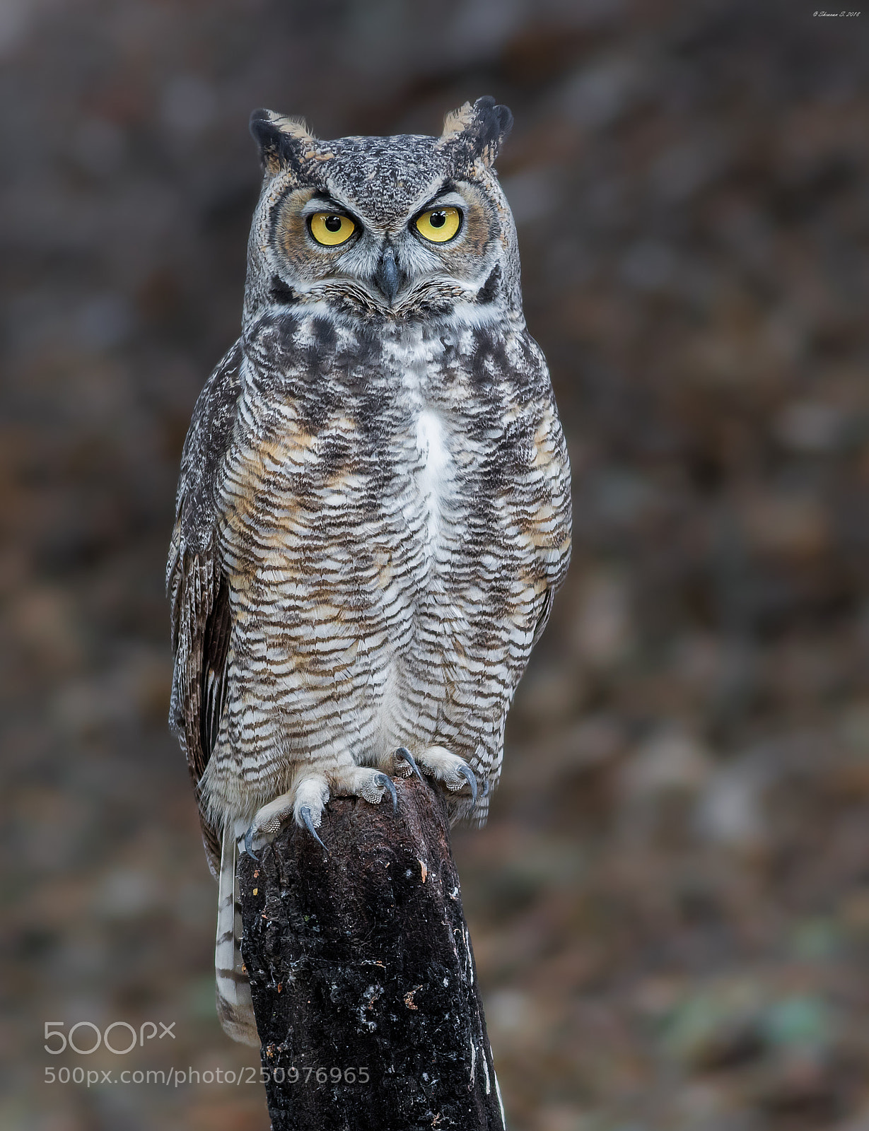Canon EOS 7D Mark II sample photo. Young hunter photography