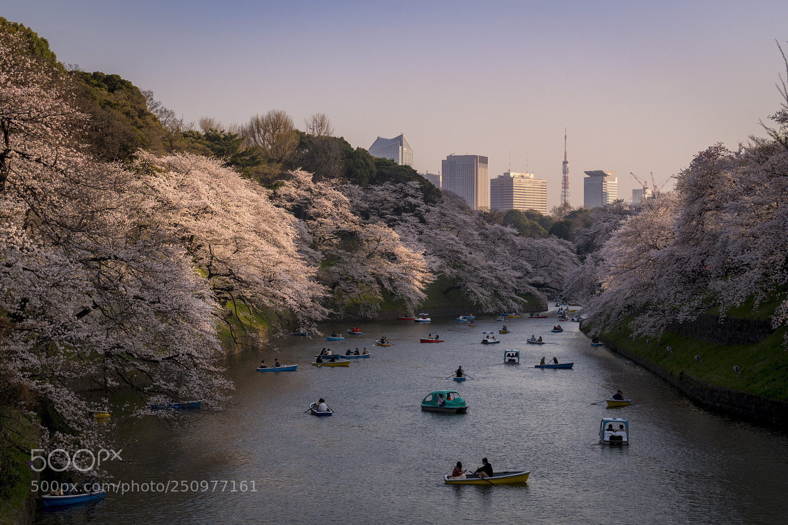 Nikon D500 sample photo. Sakura at the tokyo photography