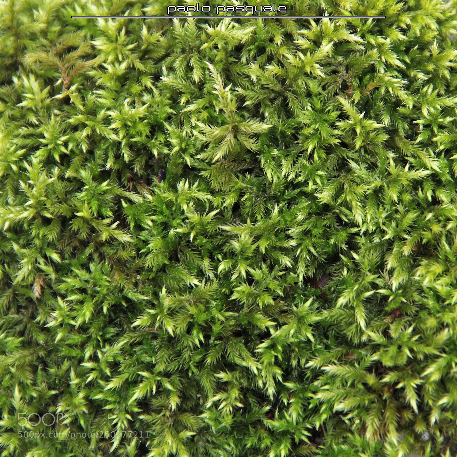 Canon EOS 60D sample photo. Natural texture photography