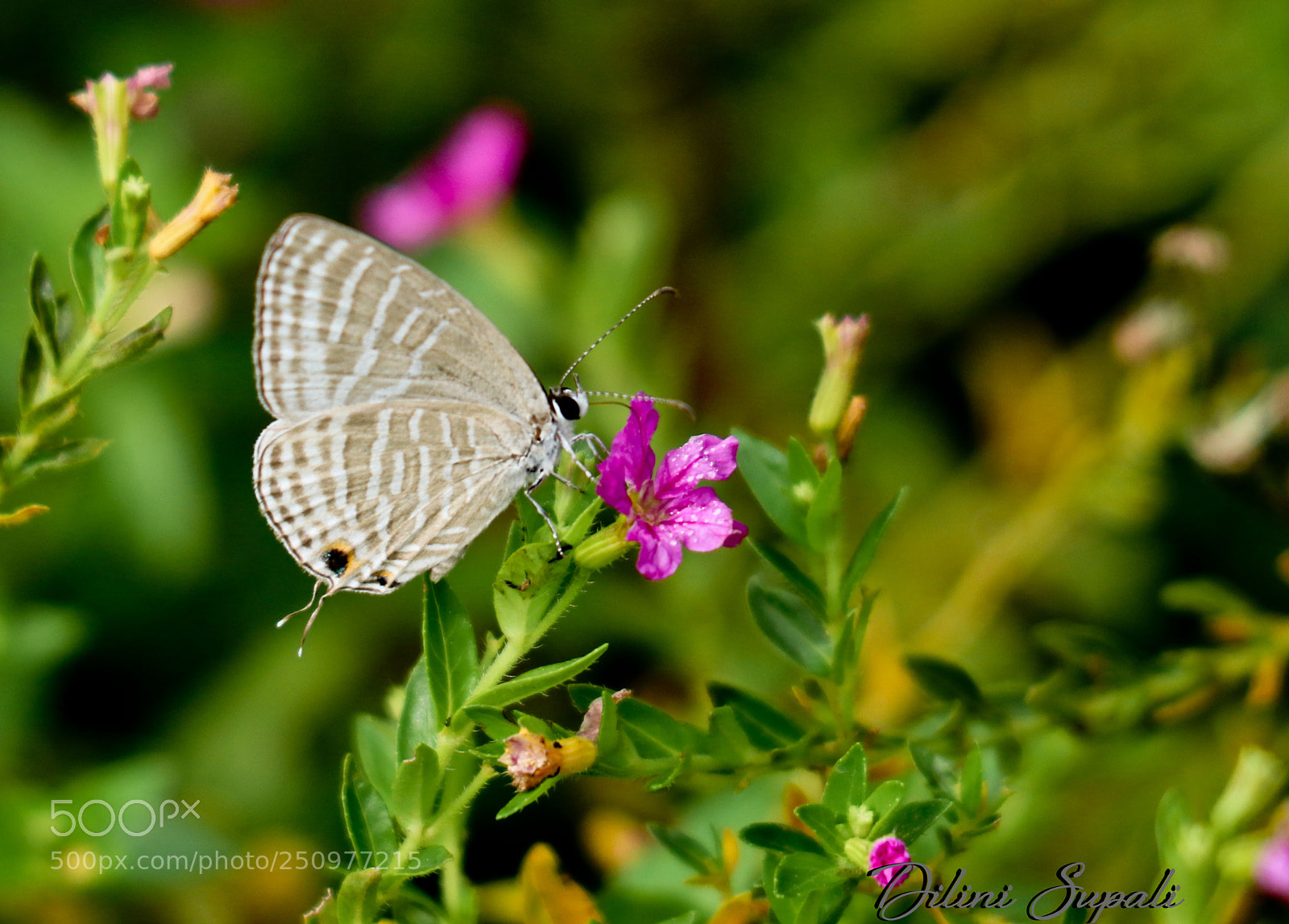 Canon EOS 80D sample photo. The dark cerulean photography