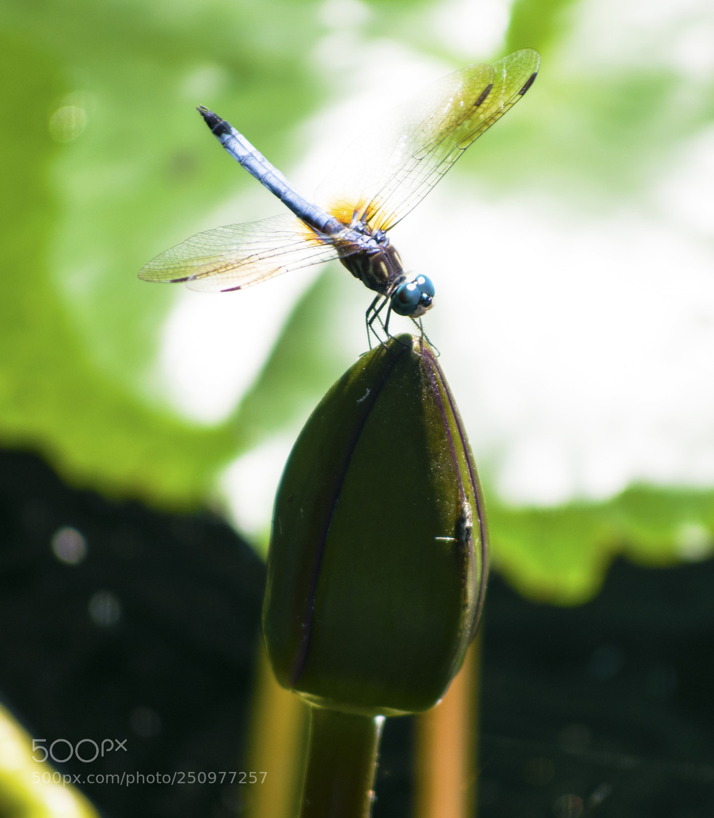 Nikon D3300 sample photo. Dragonfly photography