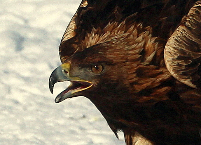 Canon EOS 700D (EOS Rebel T5i / EOS Kiss X7i) sample photo. "mauno-golden eagle" photography