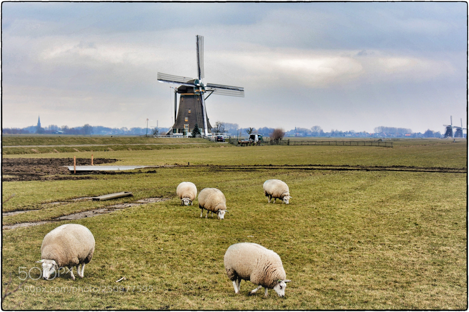 Nikon D7100 sample photo. Sheeps in holland photography
