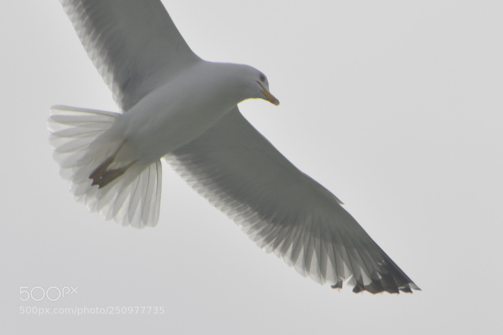 Nikon D5200 sample photo. Seagull photography