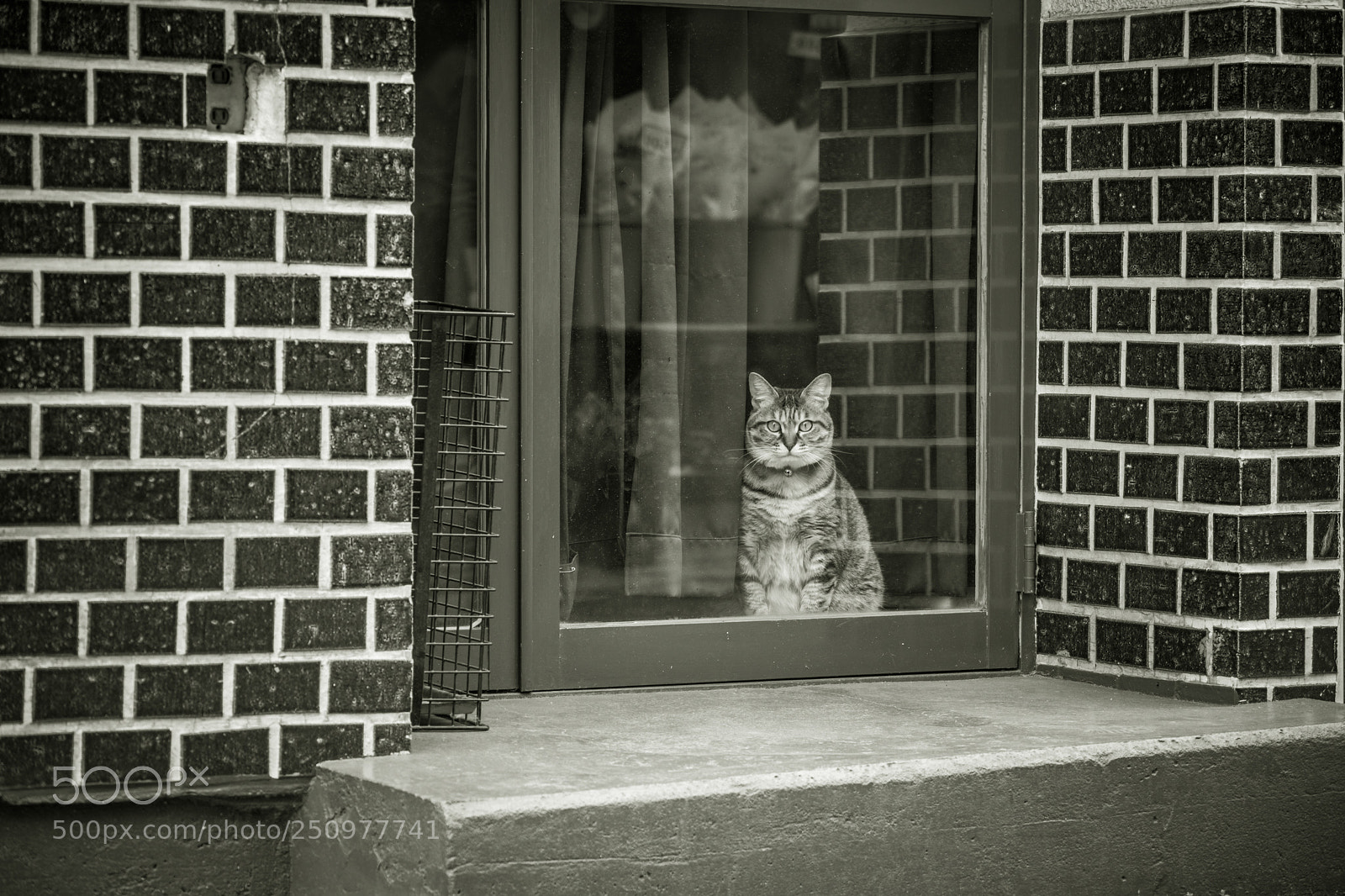 Pentax KP sample photo. Guard cat photography