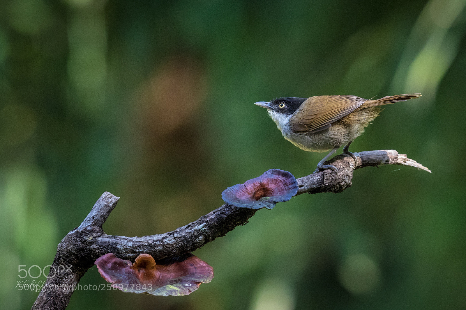 Canon EOS 7D Mark II sample photo. Dark-fronted babbler photography