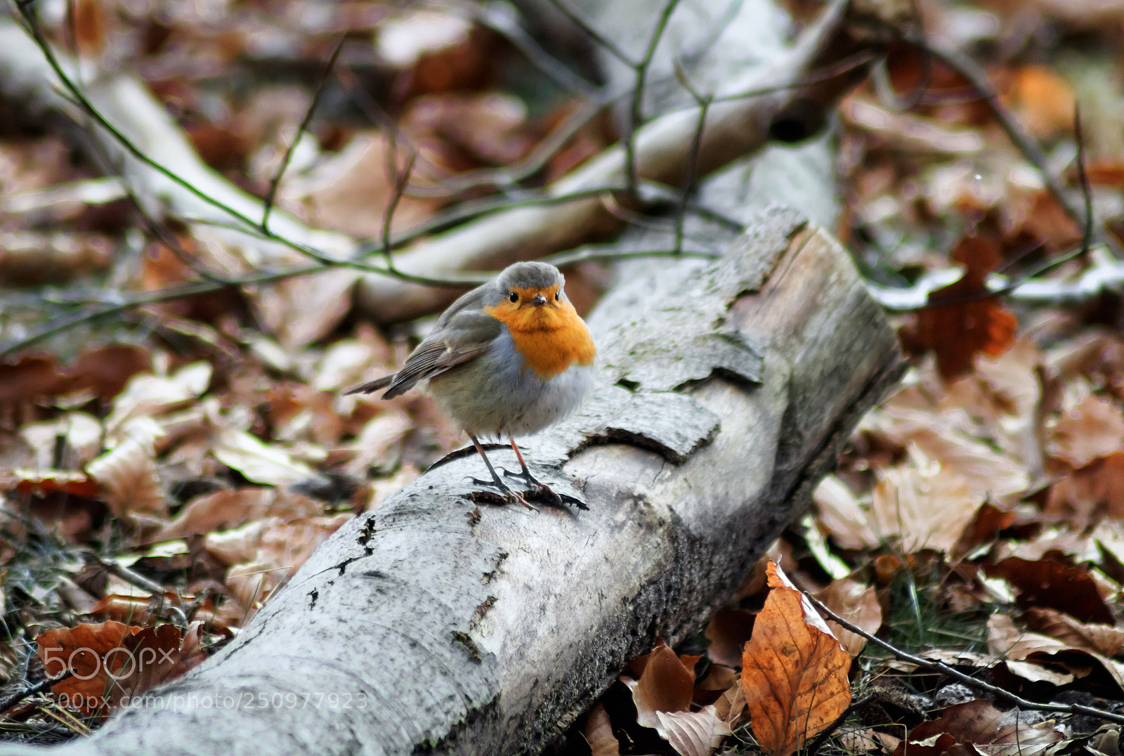 Canon EOS 1300D (EOS Rebel T6 / EOS Kiss X80) sample photo. European robin (erithacus rubecula) photography