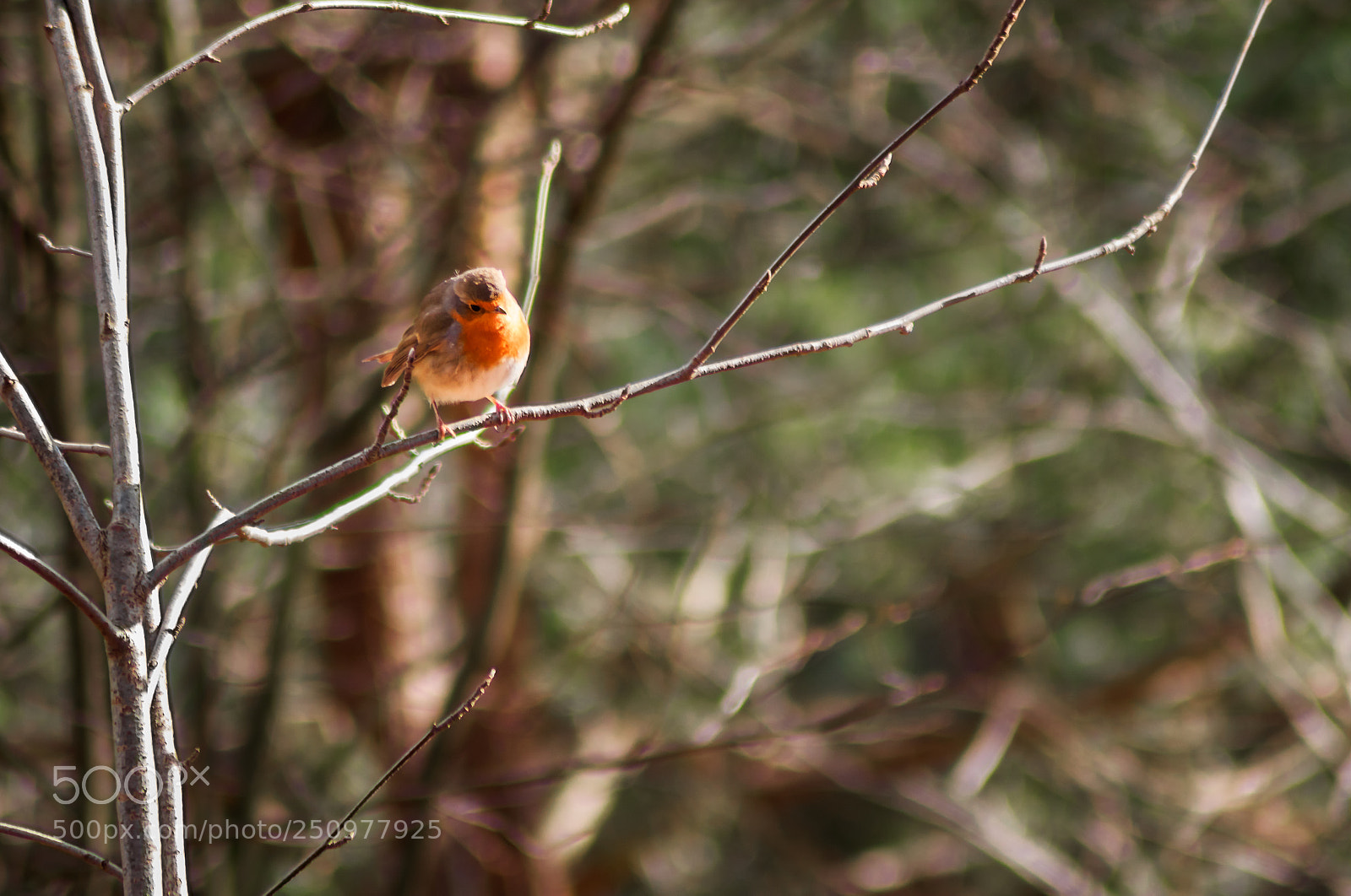 Canon EOS 1300D (EOS Rebel T6 / EOS Kiss X80) sample photo. European robin (erithacus rubecula) photography