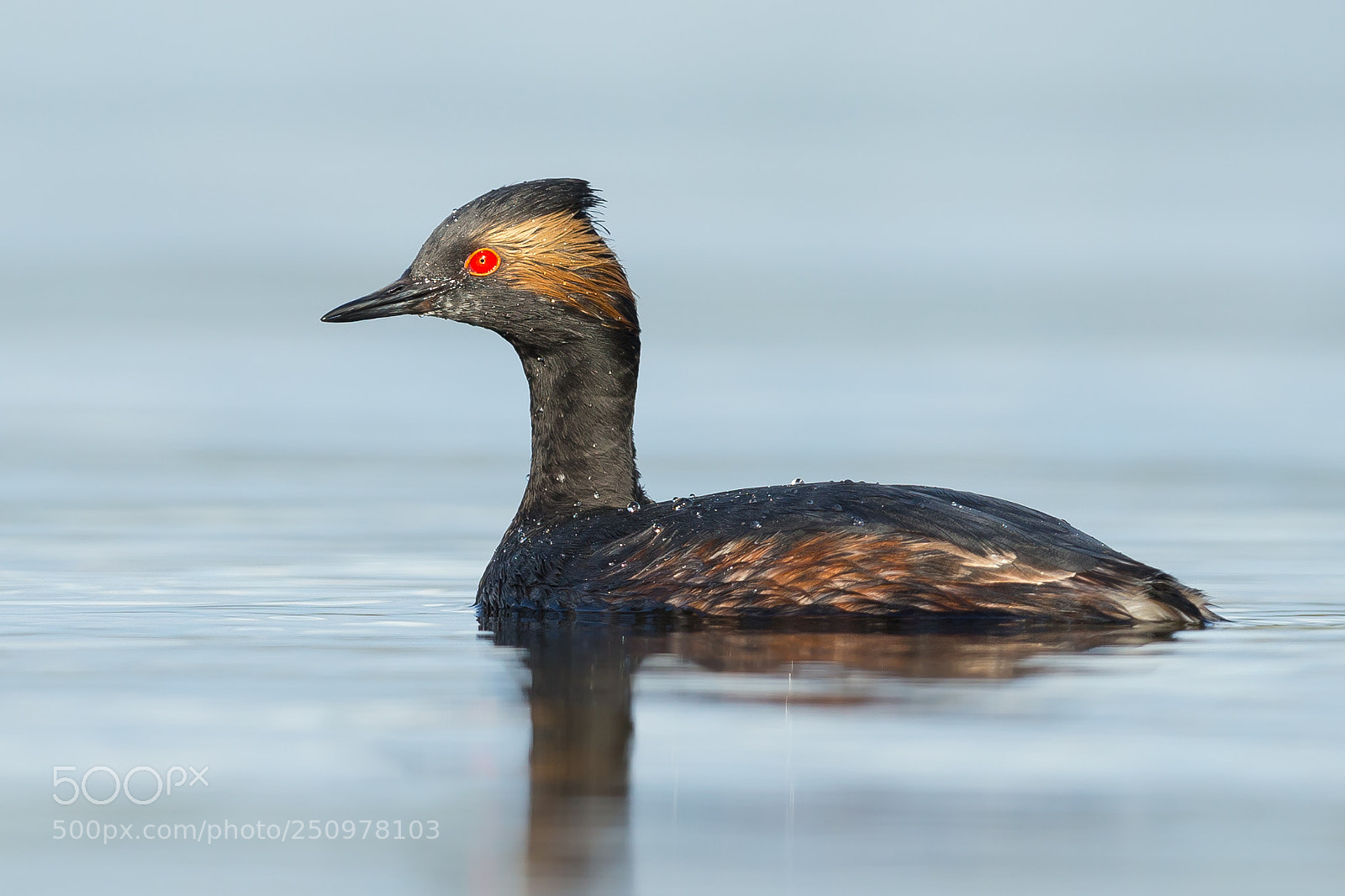 Canon EOS-1D X sample photo. Eared grebe photography