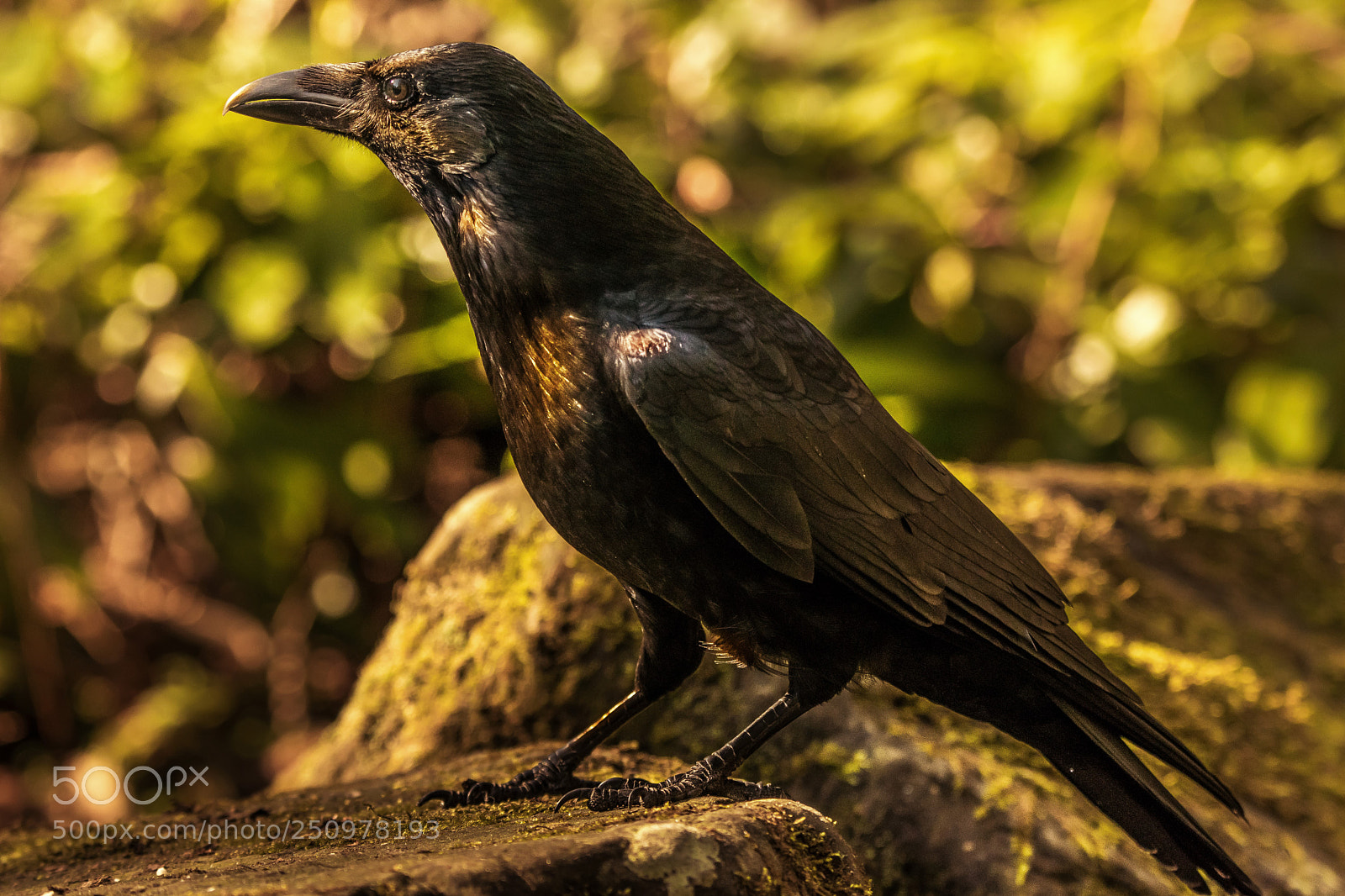 Nikon D5300 sample photo. "golden"  raven photography