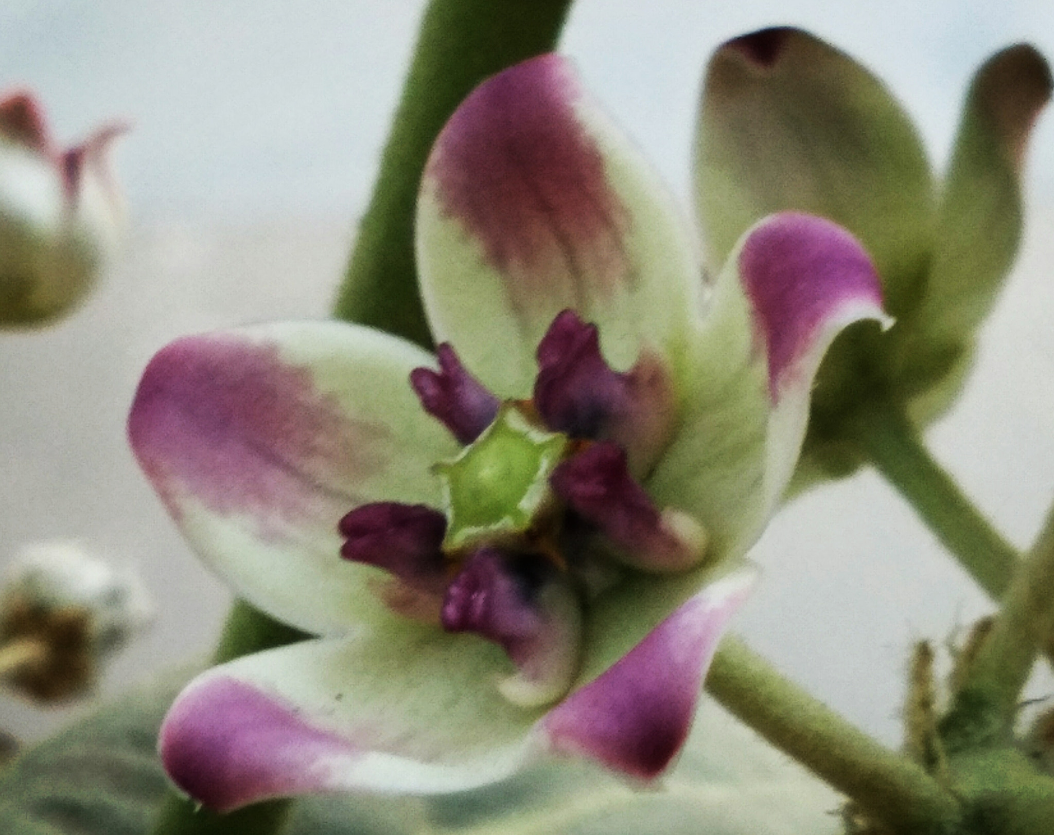 vivo Y55s sample photo. Flower photography