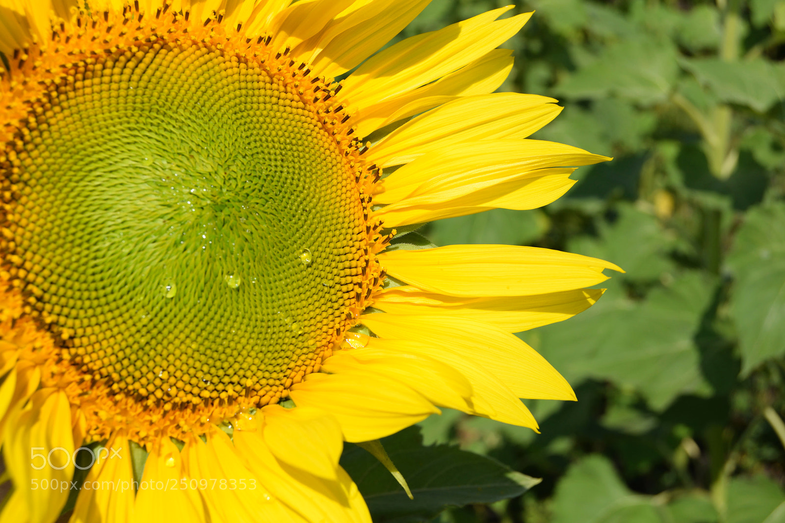Nikon D3300 sample photo. Tears of a sunflower photography