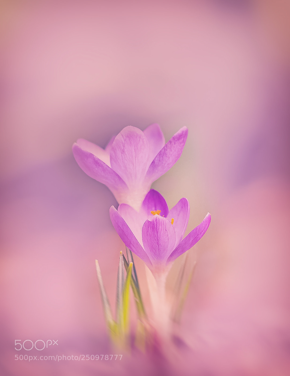Canon EOS 70D sample photo. Flower/power photography