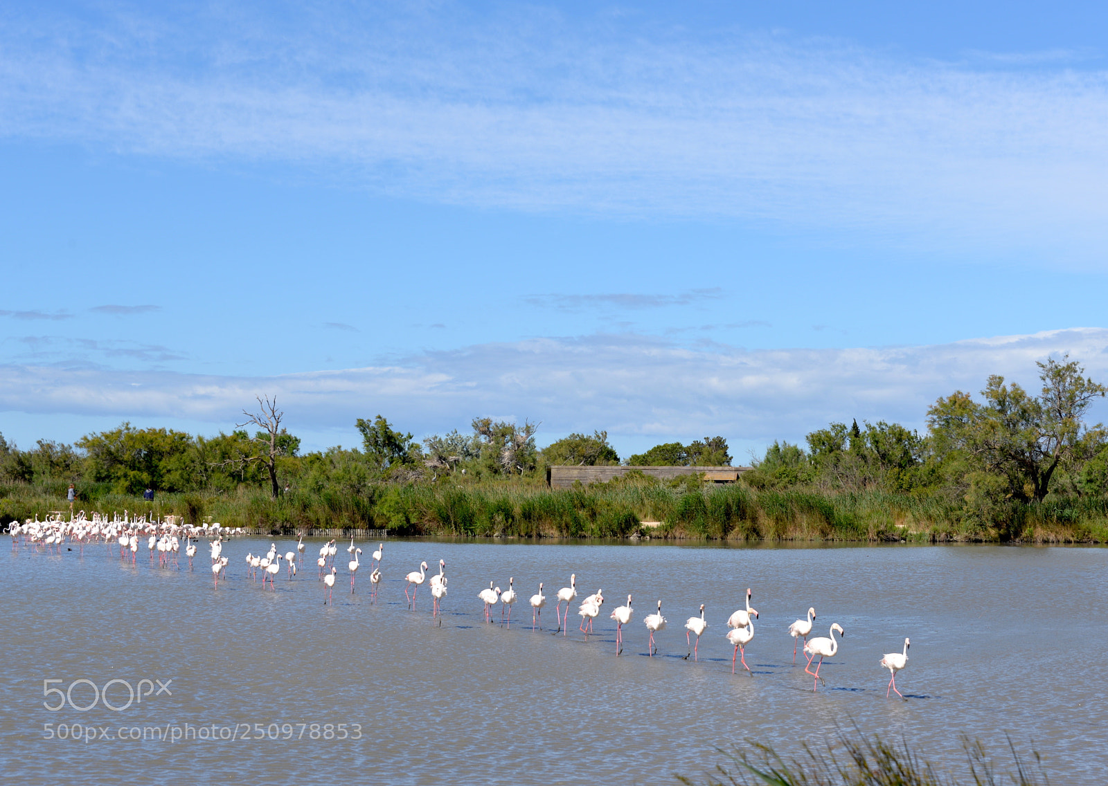 Nikon D610 sample photo. Camargue photography