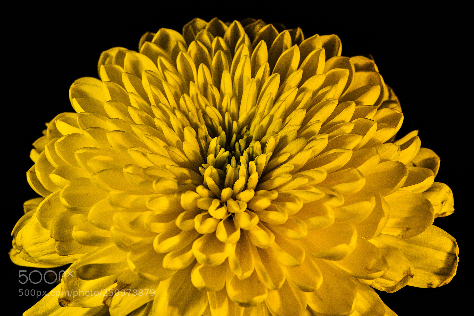 Nikon D750 sample photo. Chrysanthemum photography