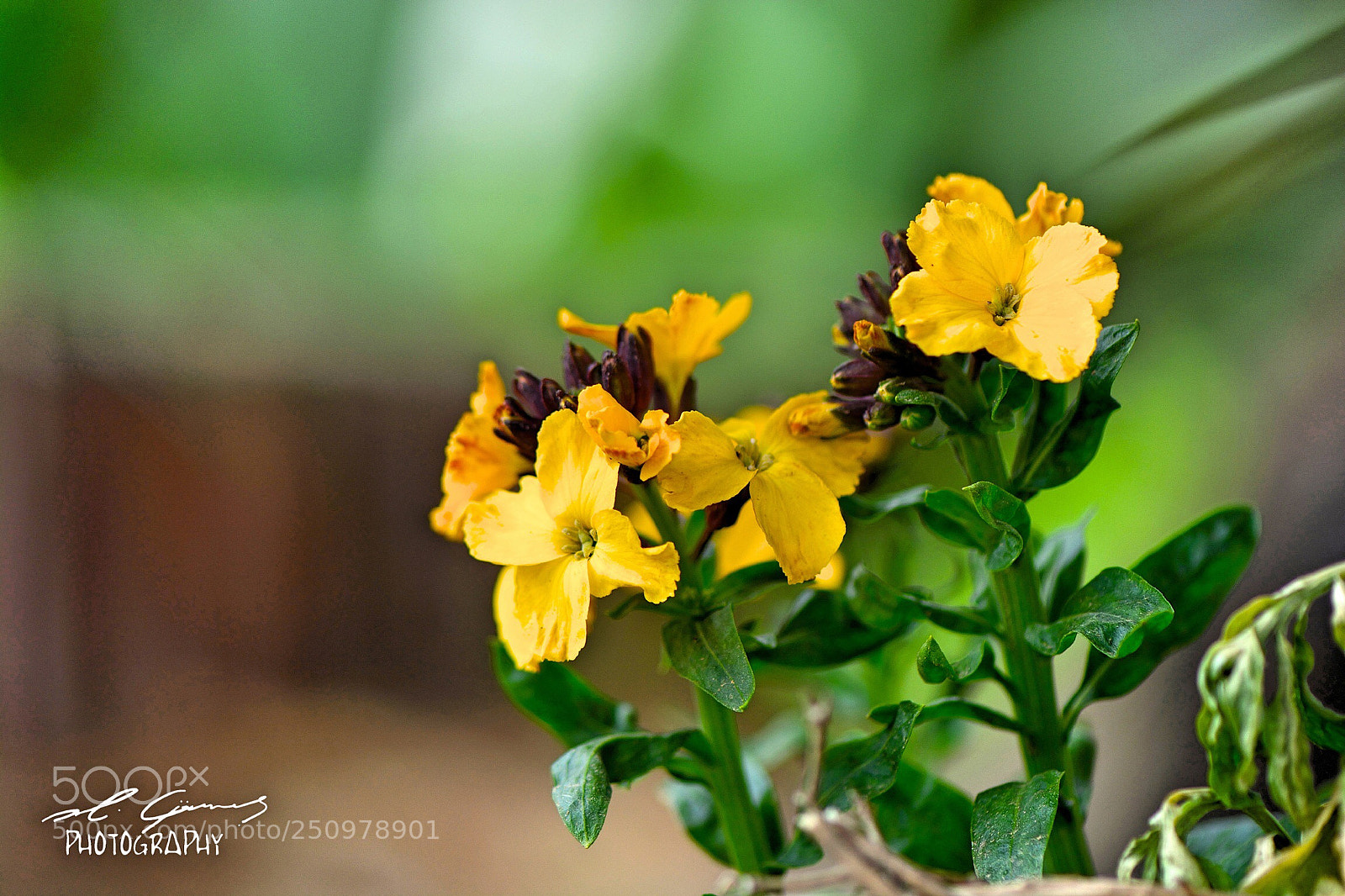 Nikon D7100 sample photo. Sarı çiçek  photography
