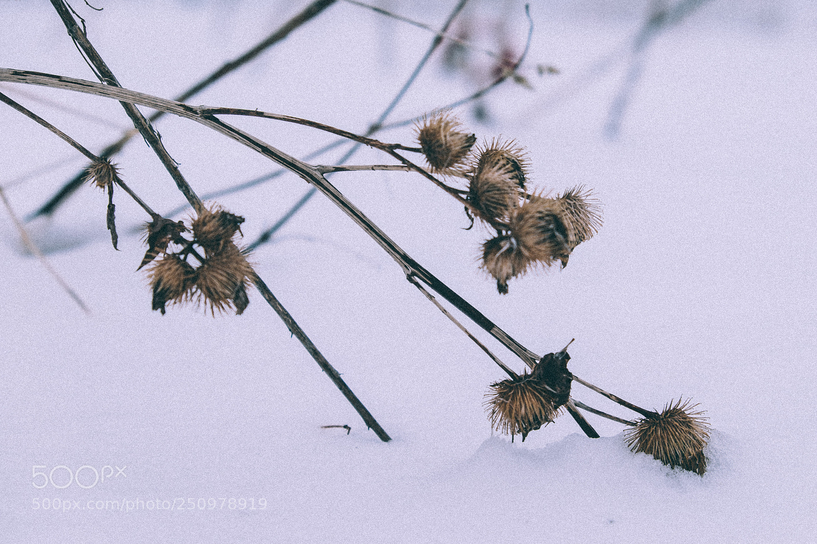 Fujifilm X-T1 sample photo. Prickle photography