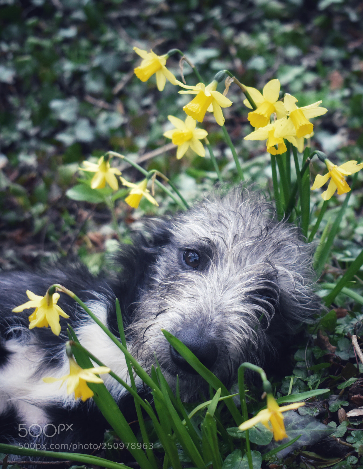 Nikon D5600 sample photo. Huckleberry the lurcher pup photography