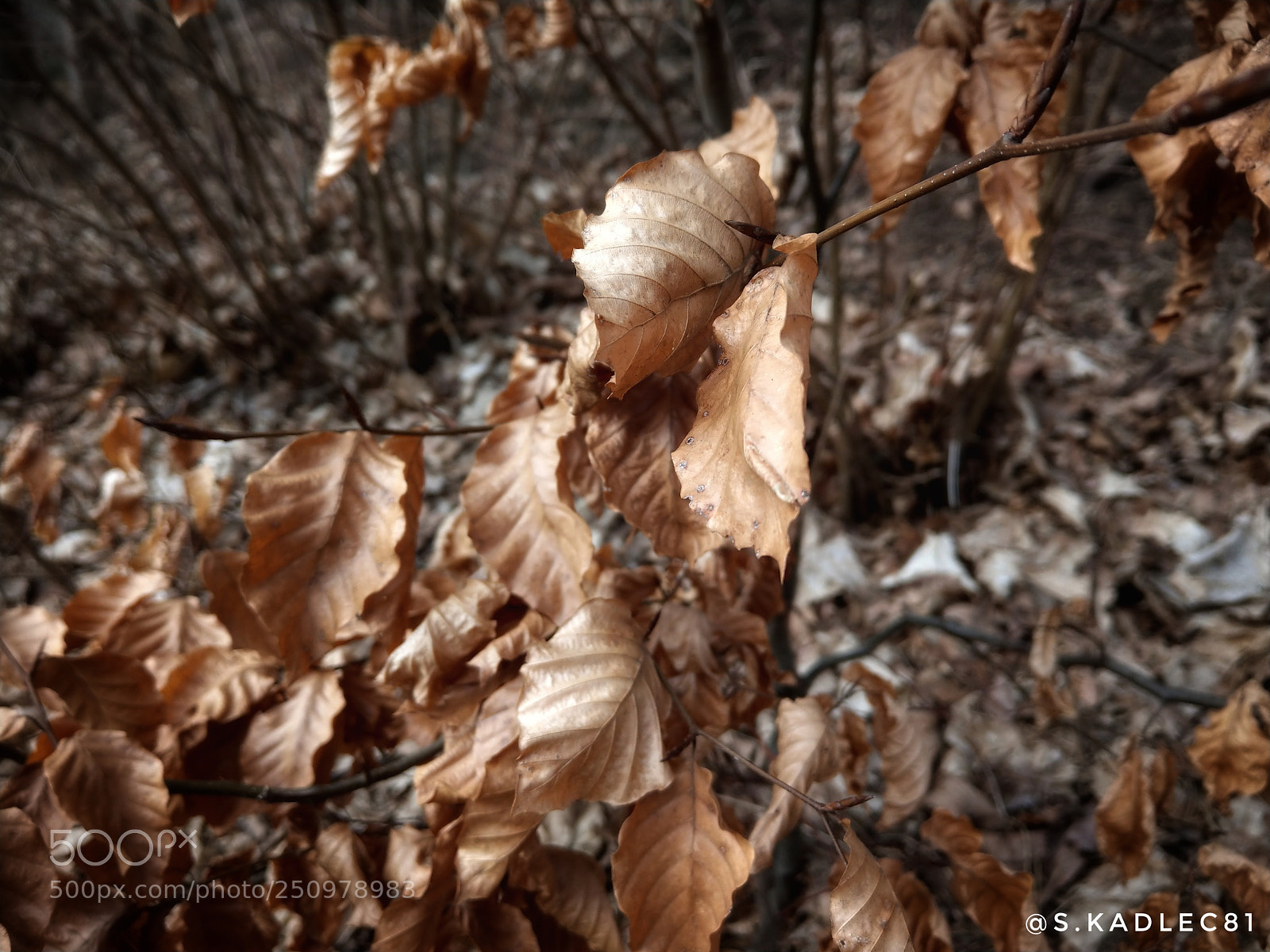 HTC U11 sample photo. Leaves photography