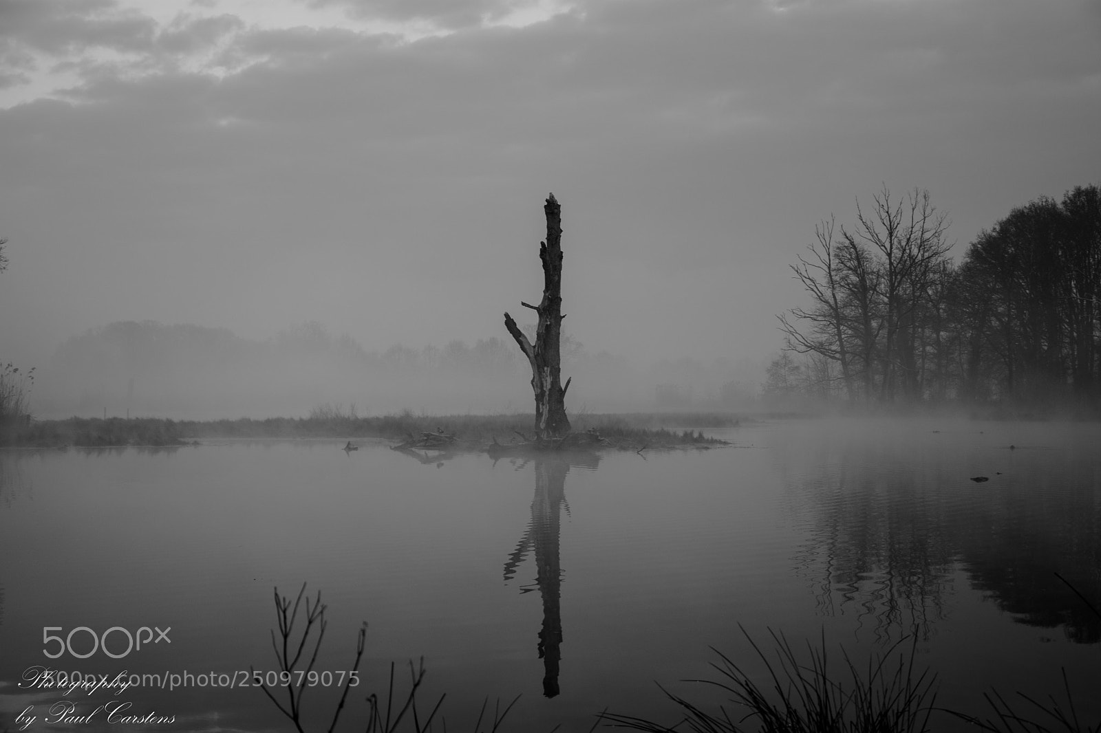 Nikon D7200 sample photo. Nebel am de wittsee photography