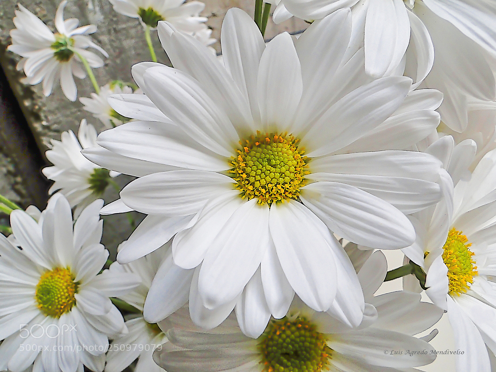 Sony Cyber-shot DSC-HX1 sample photo. Beautiful white daisies photography