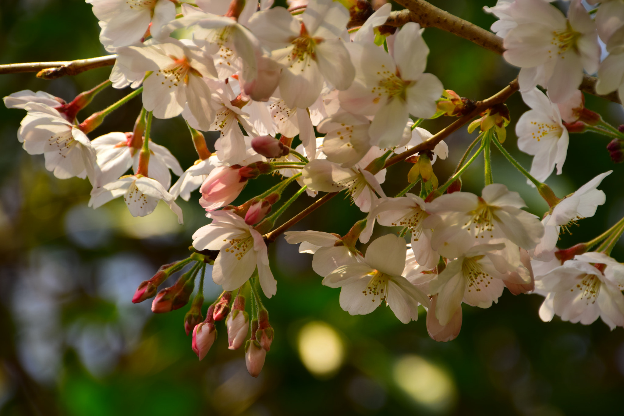 Nikon D3300 sample photo