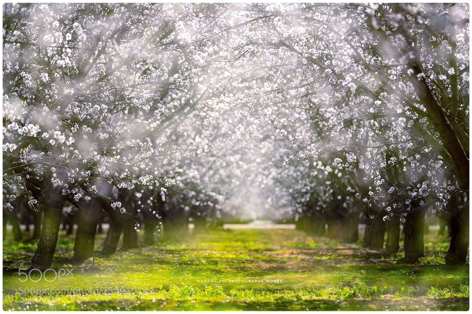 Canon EOS-1D X Mark II sample photo. Apricot flower. time tunnel photography