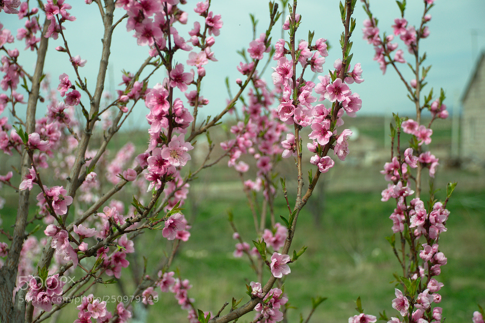 Nikon D5000 sample photo. Peach at home photography