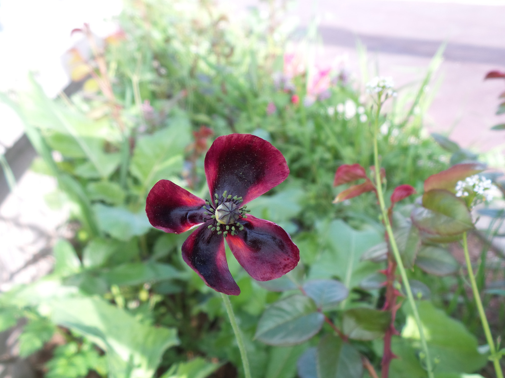 Samsung Galaxy Camera 2 sample photo