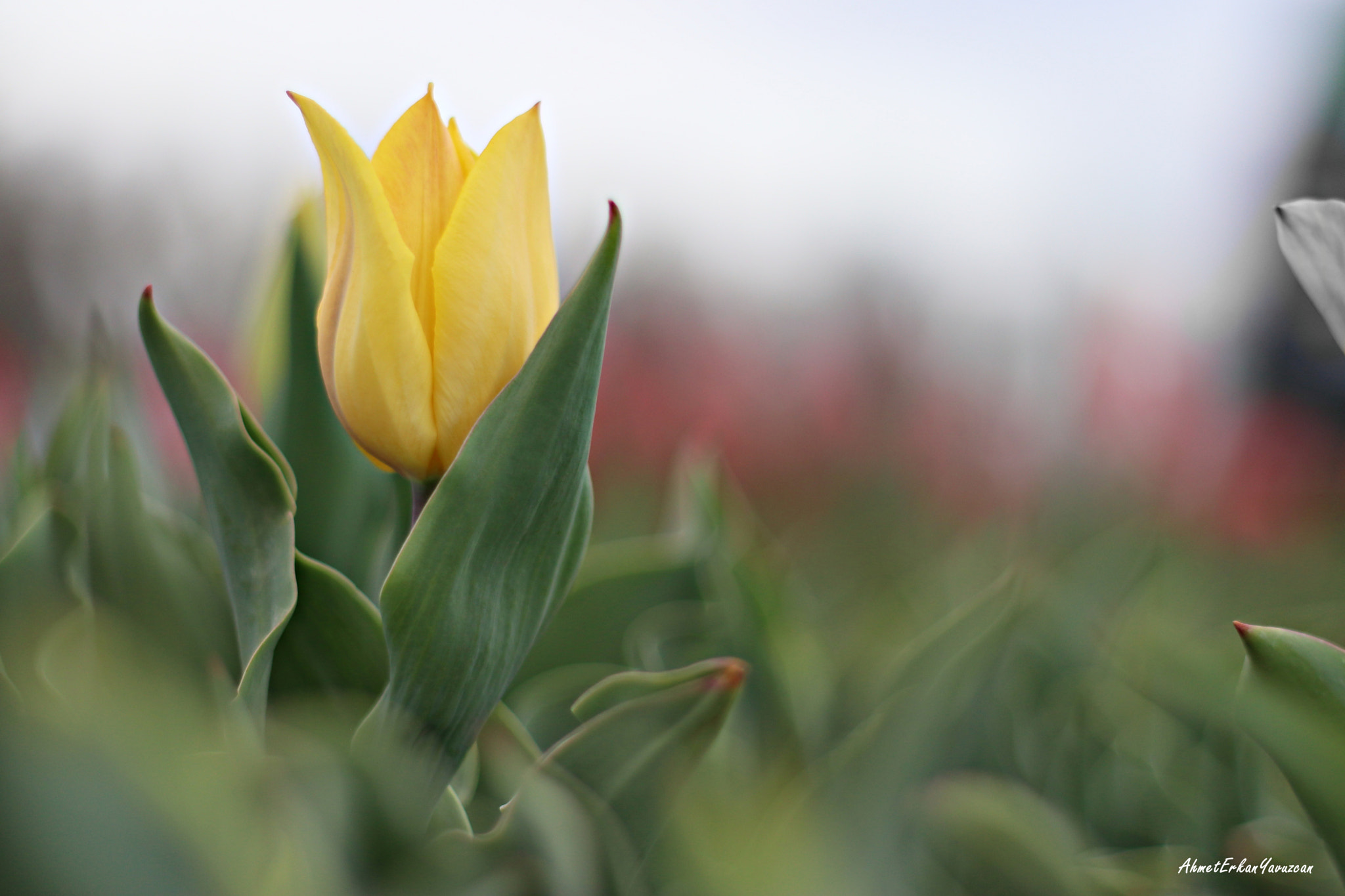 Canon EOS 80D + Canon EF 50mm F1.8 II sample photo. Lale - tulip photography