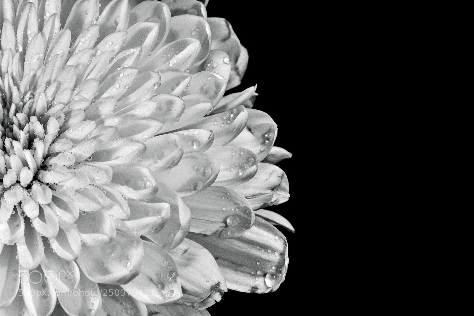 Nikon D750 sample photo. Chrysanthemum photography