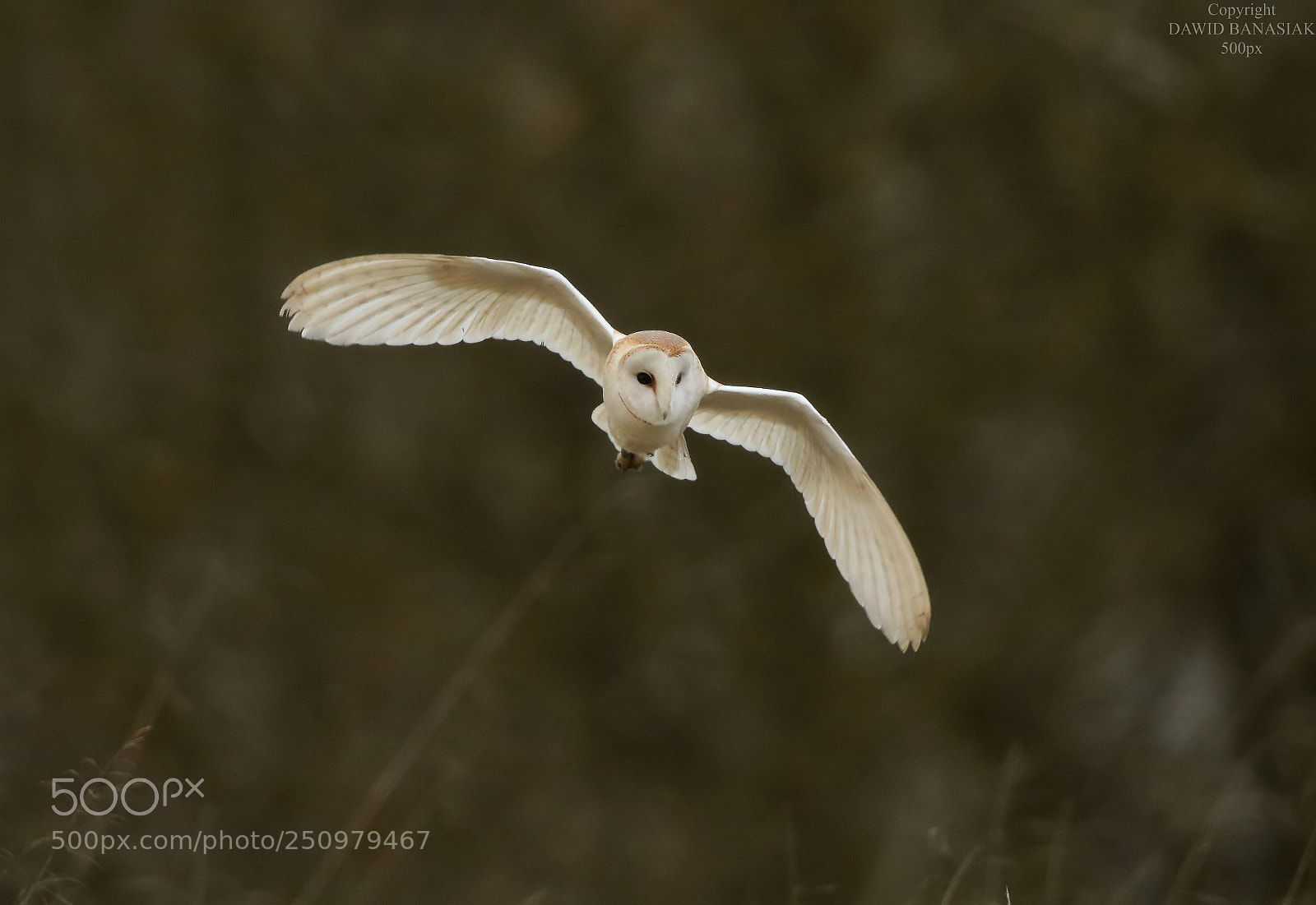 Canon EOS 7D Mark II sample photo. Barn owl photography