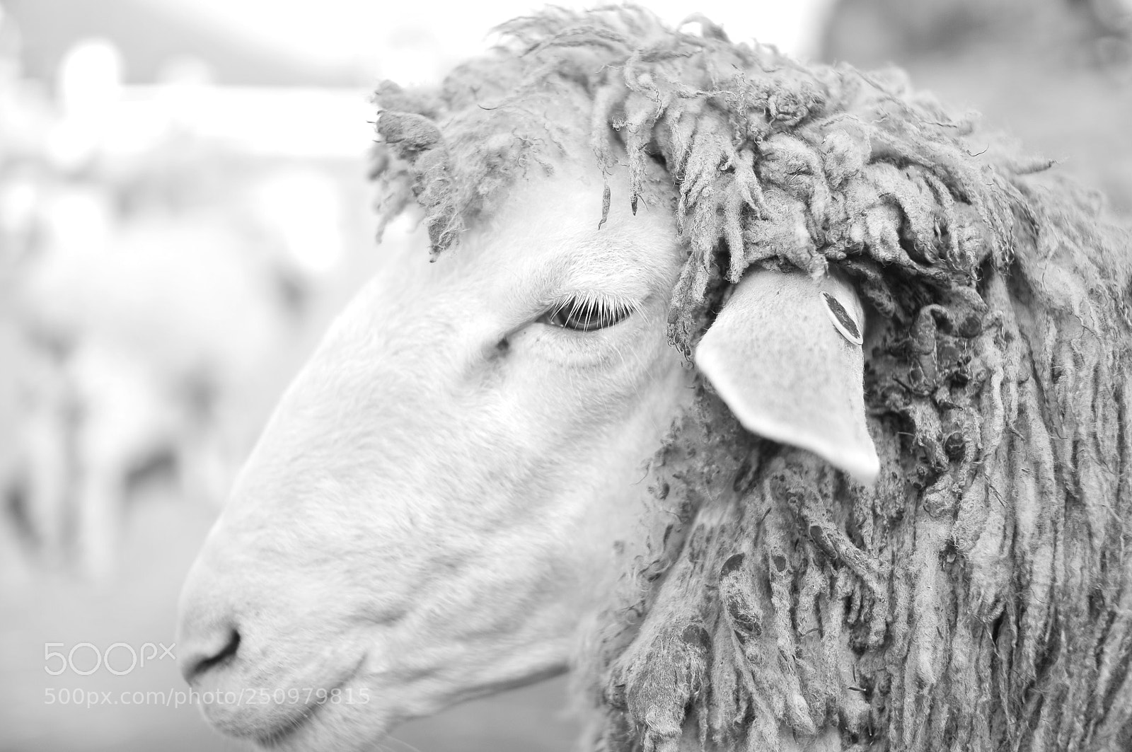 Nikon D300 sample photo. Sheep photography