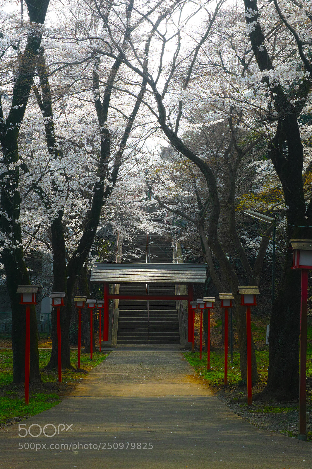 Sigma DP3 Merrill sample photo. Sakura photography