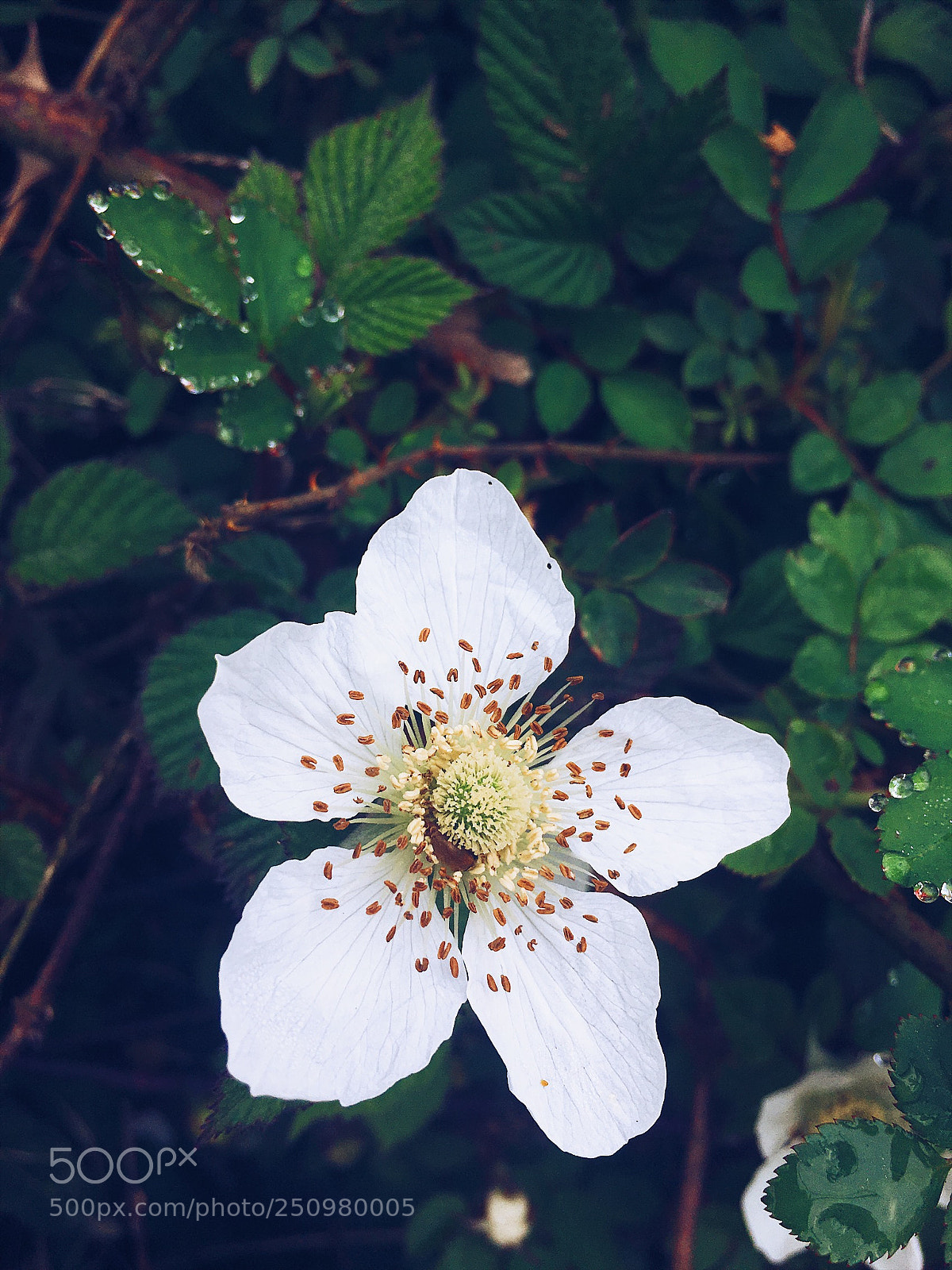 Apple iPhone 6s sample photo. Untitled photography