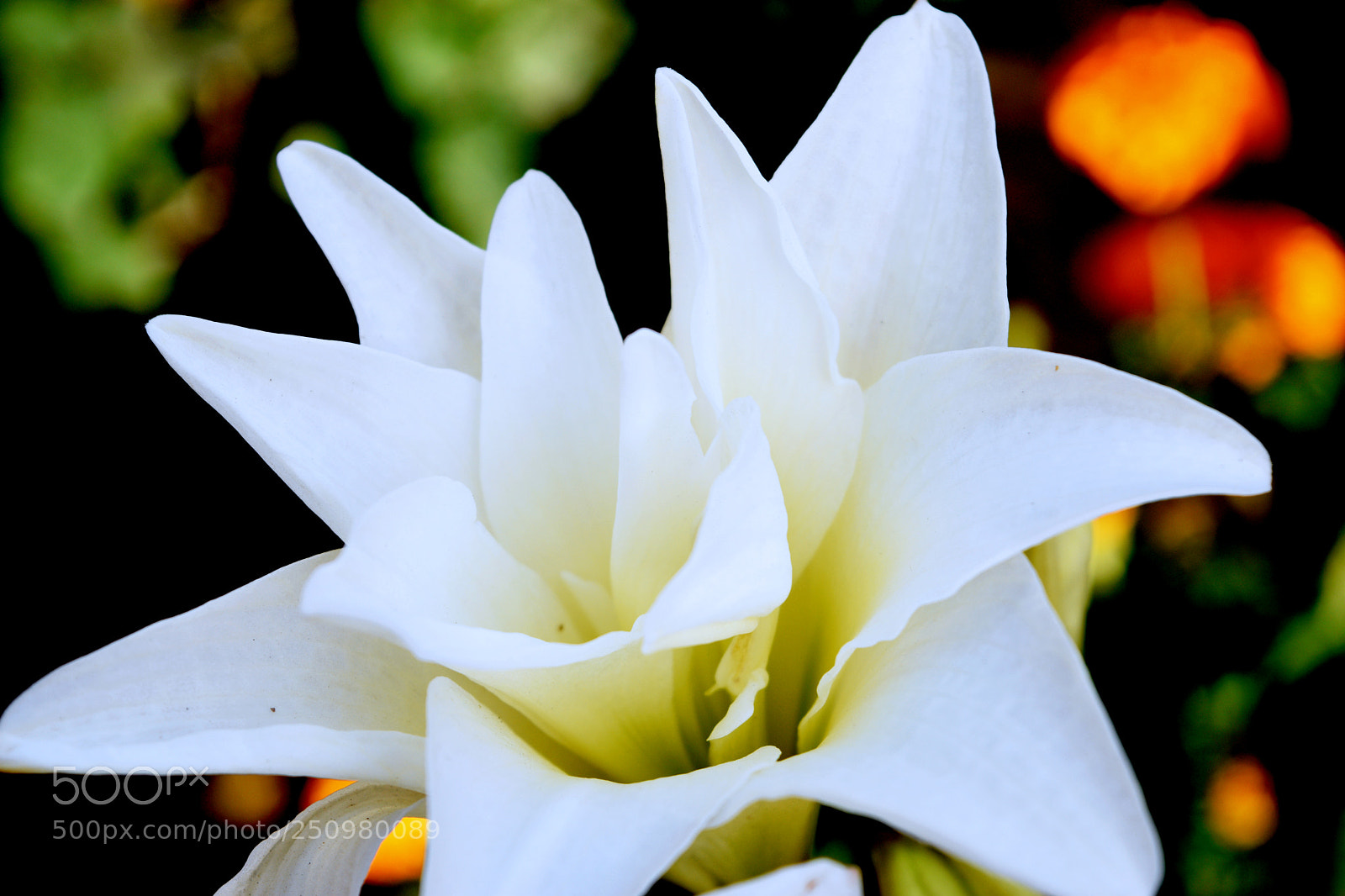 Nikon D3300 sample photo. White flower photography