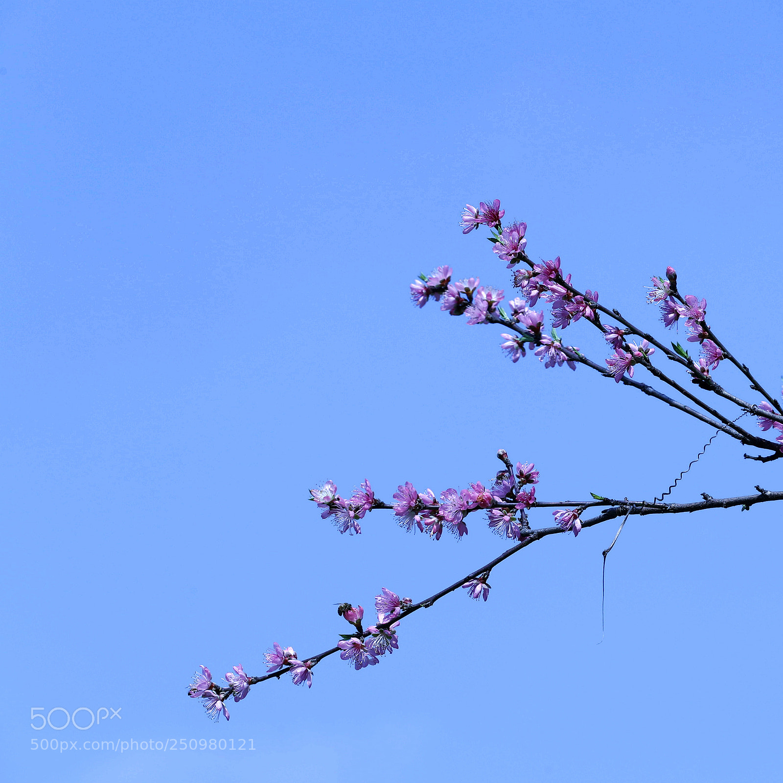 Canon EOS-1D X Mark II sample photo. 不负春光 photography