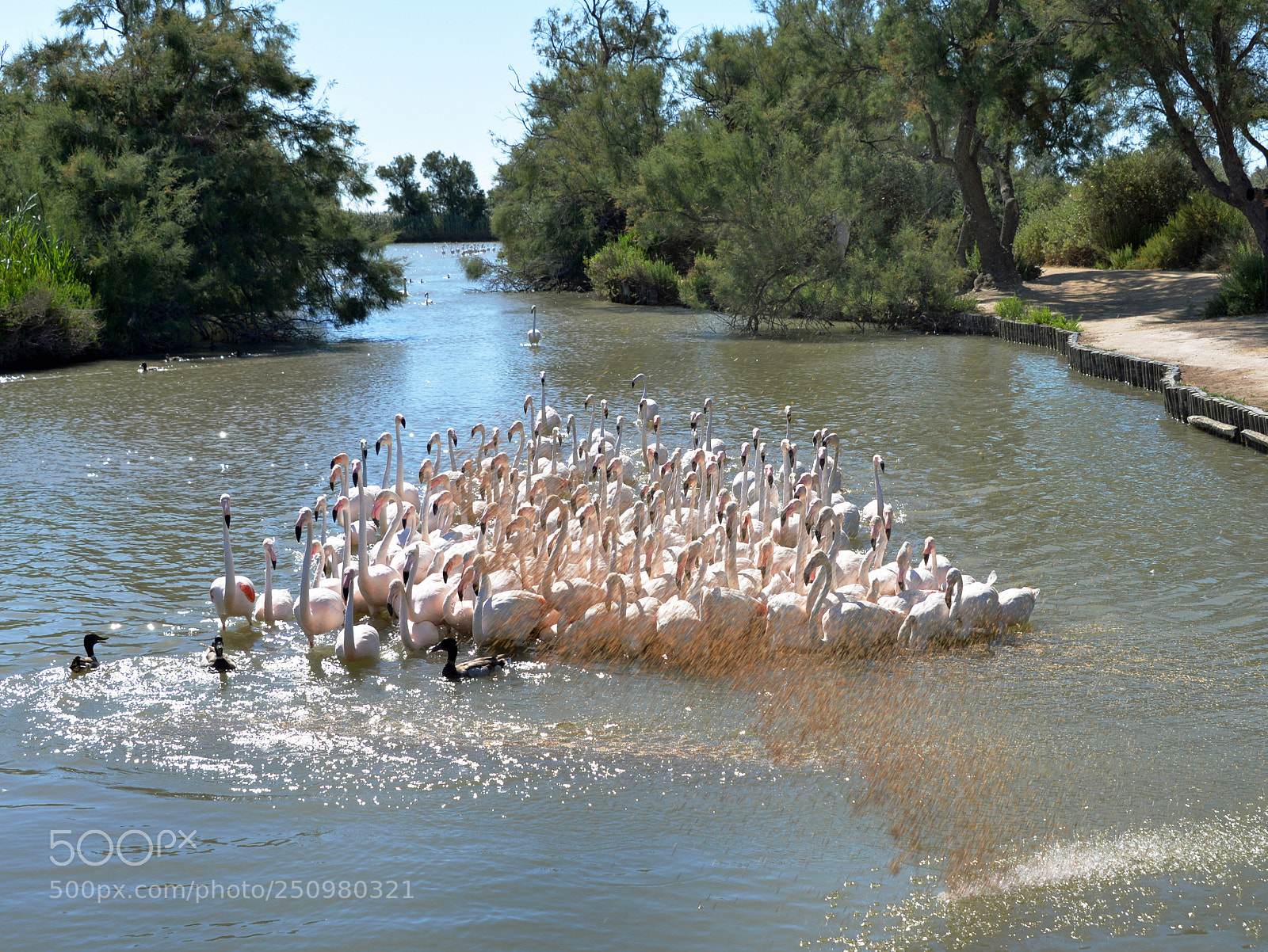 Nikon D610 sample photo. Flamingos photography