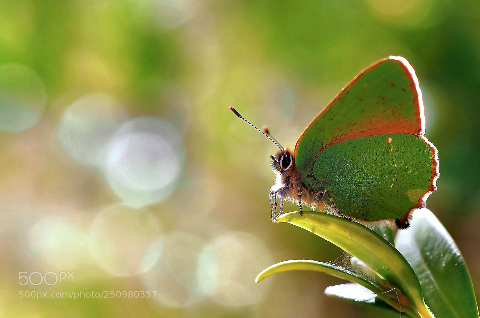 Olympus OM-D E-M5 sample photo. The green butterfly... photography