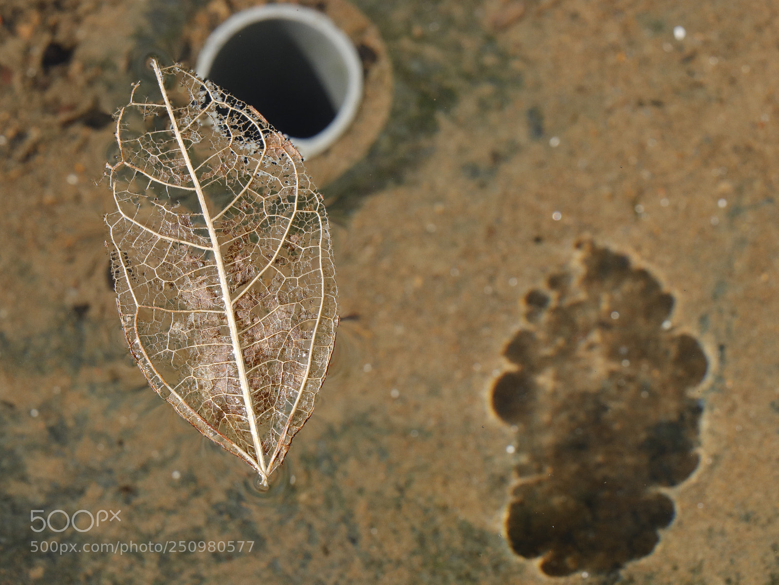 Canon EOS 77D (EOS 9000D / EOS 770D) sample photo. 透明 photography