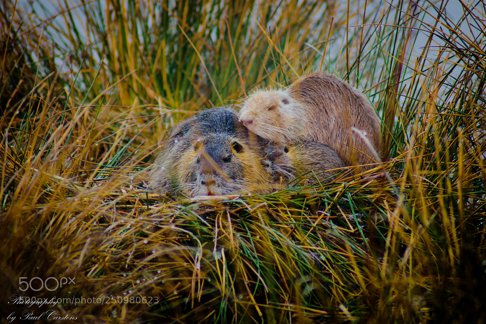 Nikon D7200 sample photo. Nutria family photography