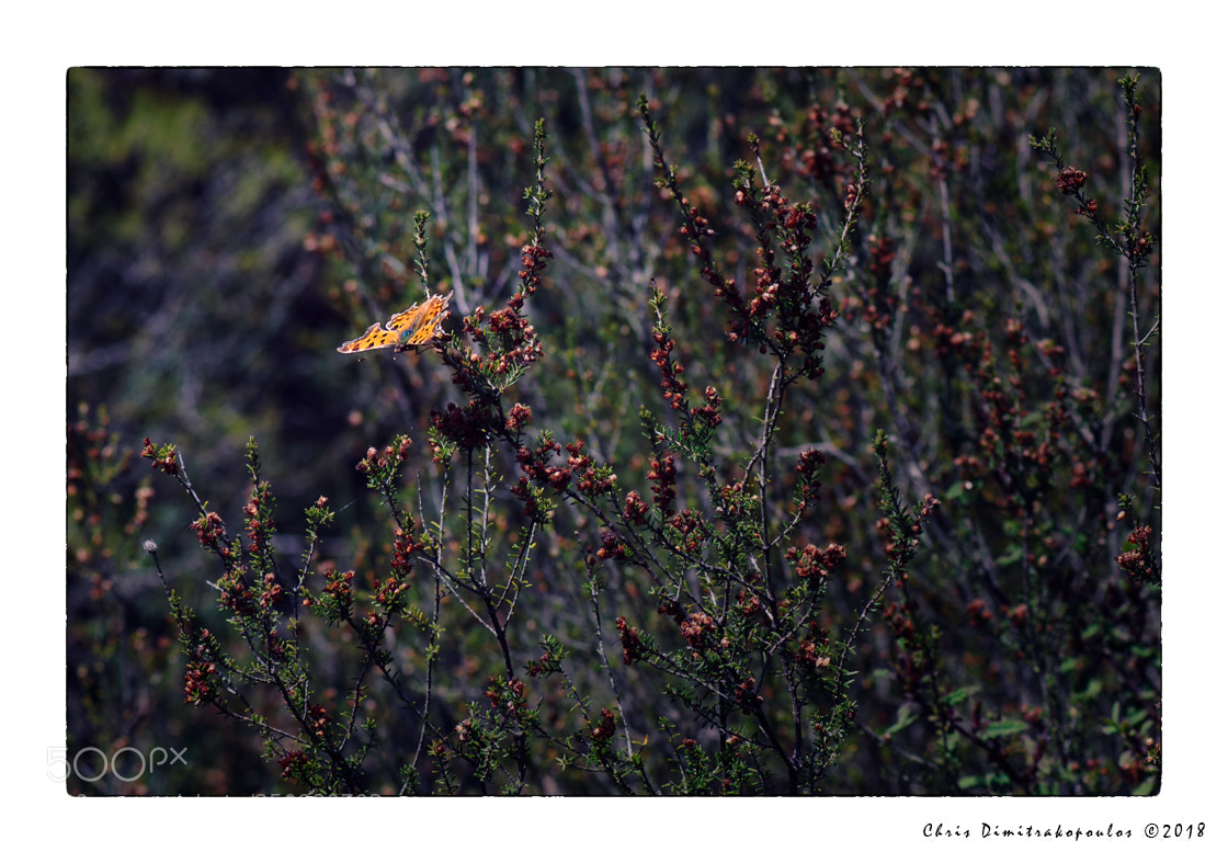 Nikon D7000 sample photo. A butterfly photography
