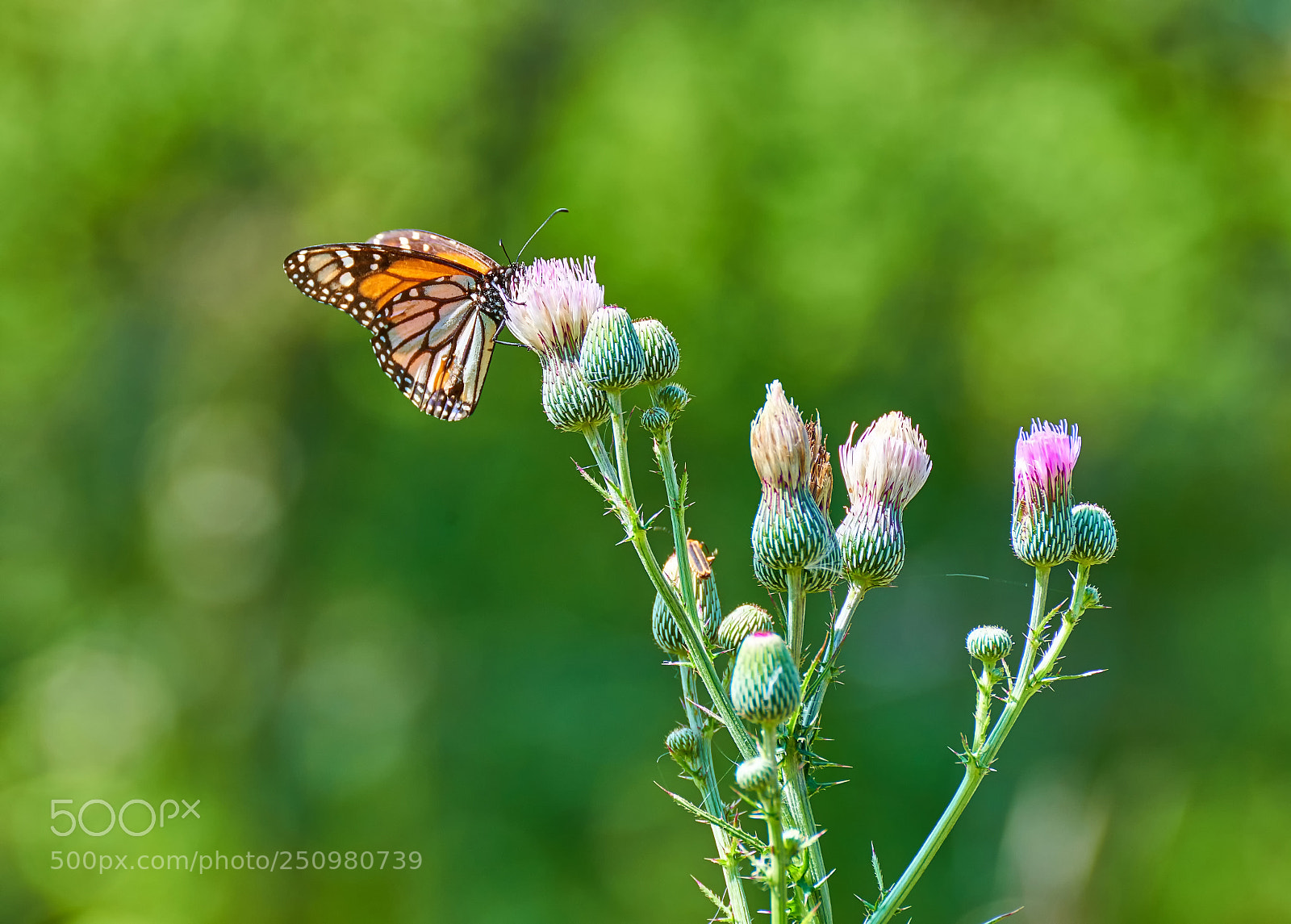 Nikon D800E sample photo. Thistle photography