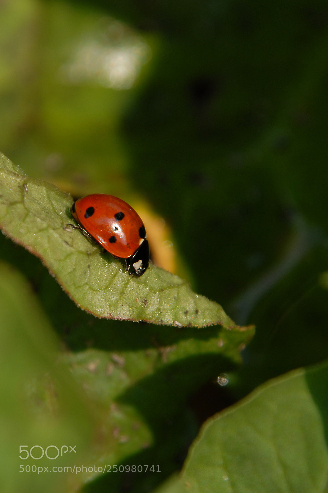 Nikon D200 sample photo. Ladybird photography