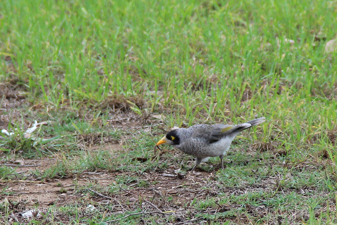 Canon EOS 600D (Rebel EOS T3i / EOS Kiss X5) sample photo. Bird and worm photography
