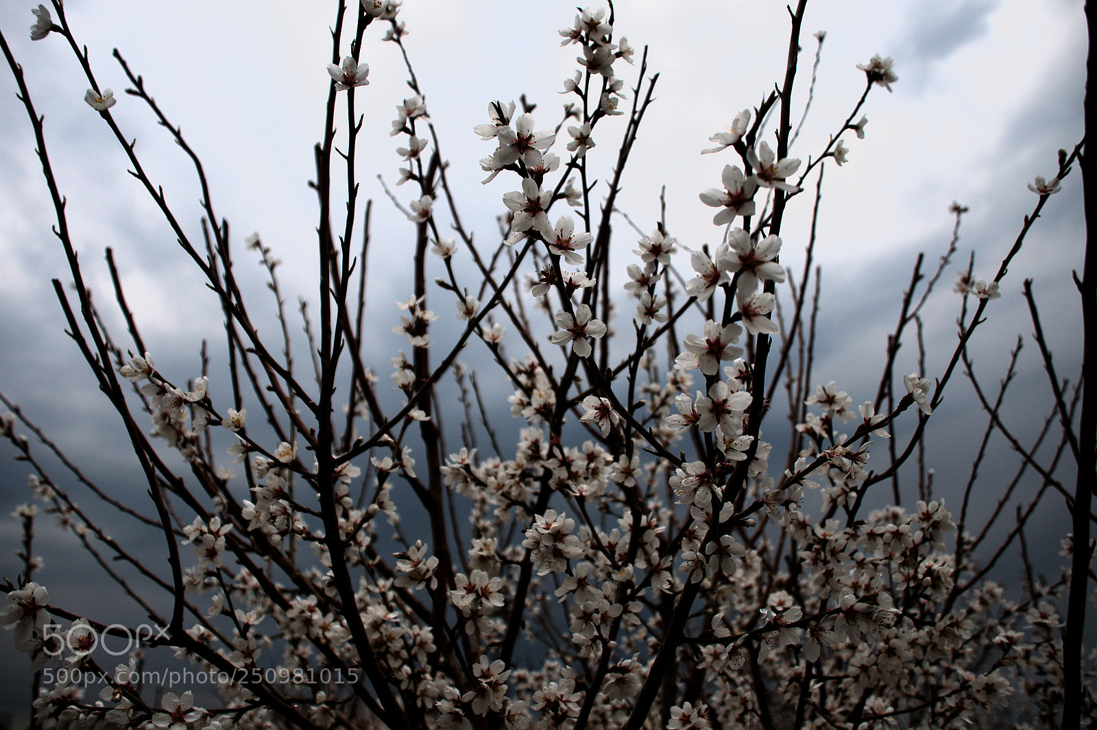 Nikon D5000 sample photo. Almond photography