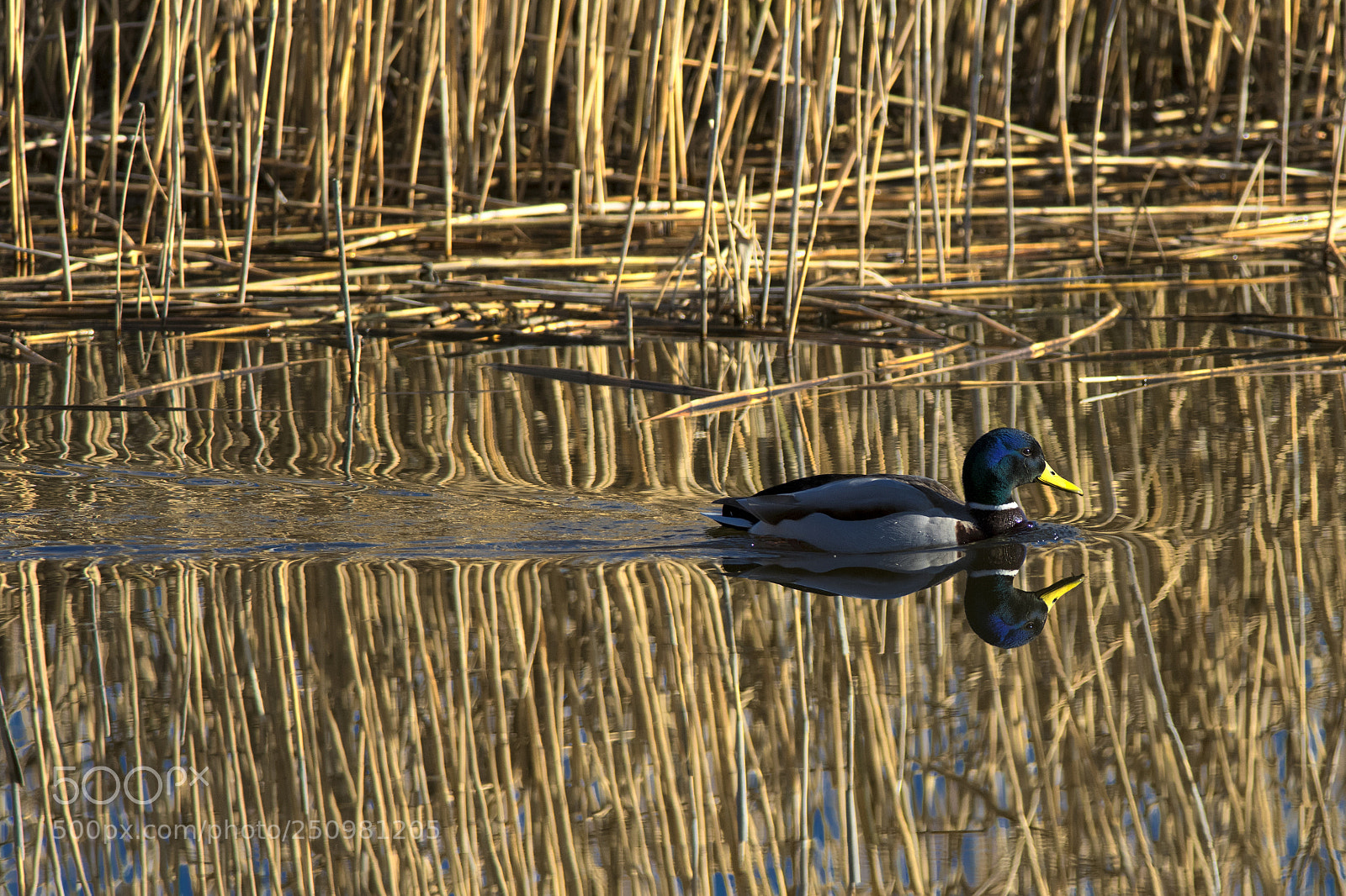 Nikon D850 sample photo. Mallard duck photography
